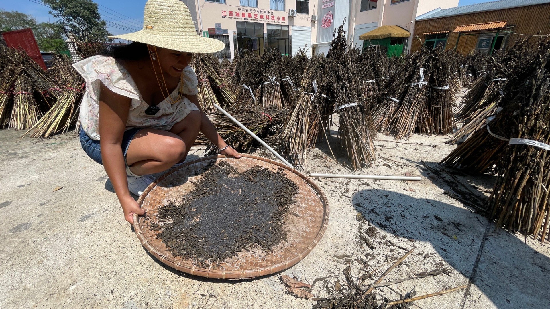 马达加斯加友人探访瑞昌黑芝麻科技小院：跨越国界的“芝麻情缘”​