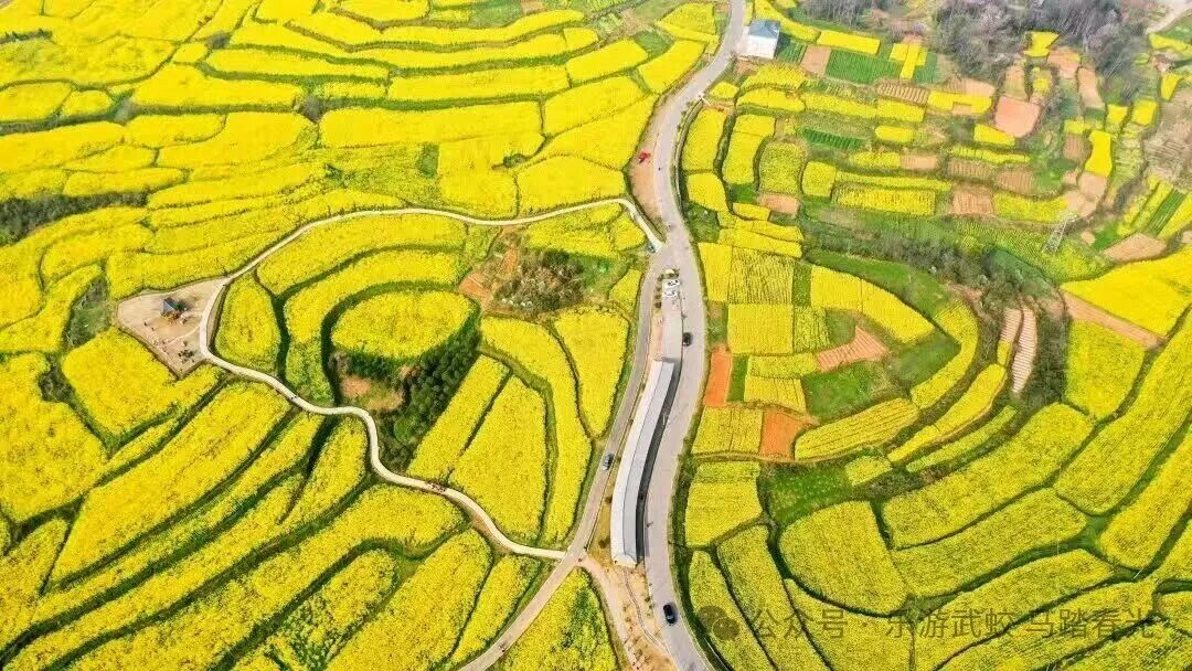 科技赋能 花开武蛟 | 2026武蛟油菜花节浪漫启幕，“欣弘茂”杯健康跑蓄势待发！ 