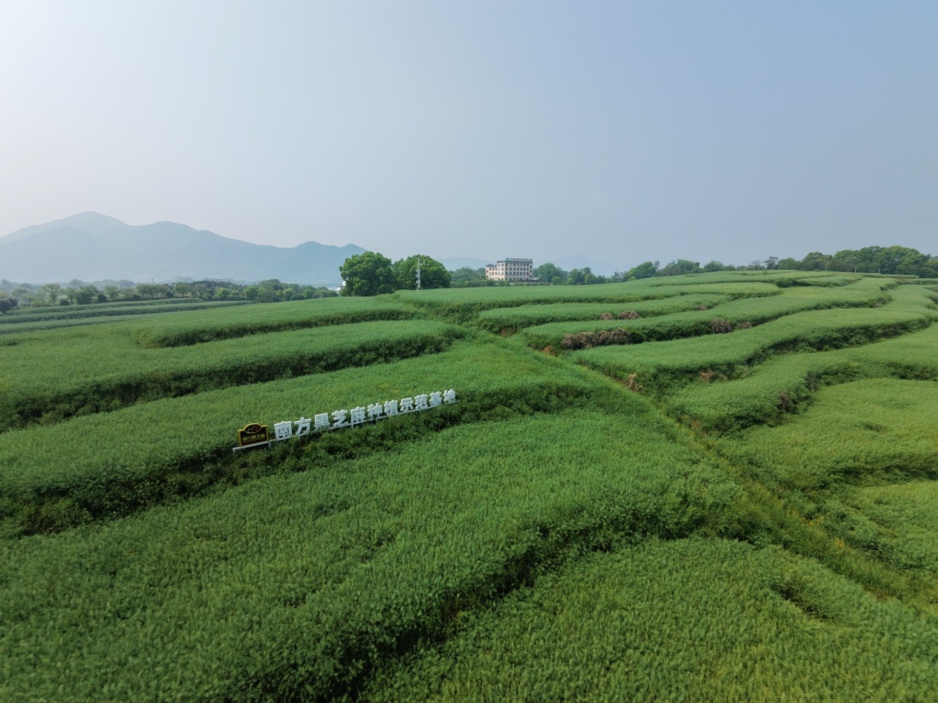 春尽结籽，油香可期｜武蛟基地油菜待收，瑞昌菜籽油即将新鲜压榨！
