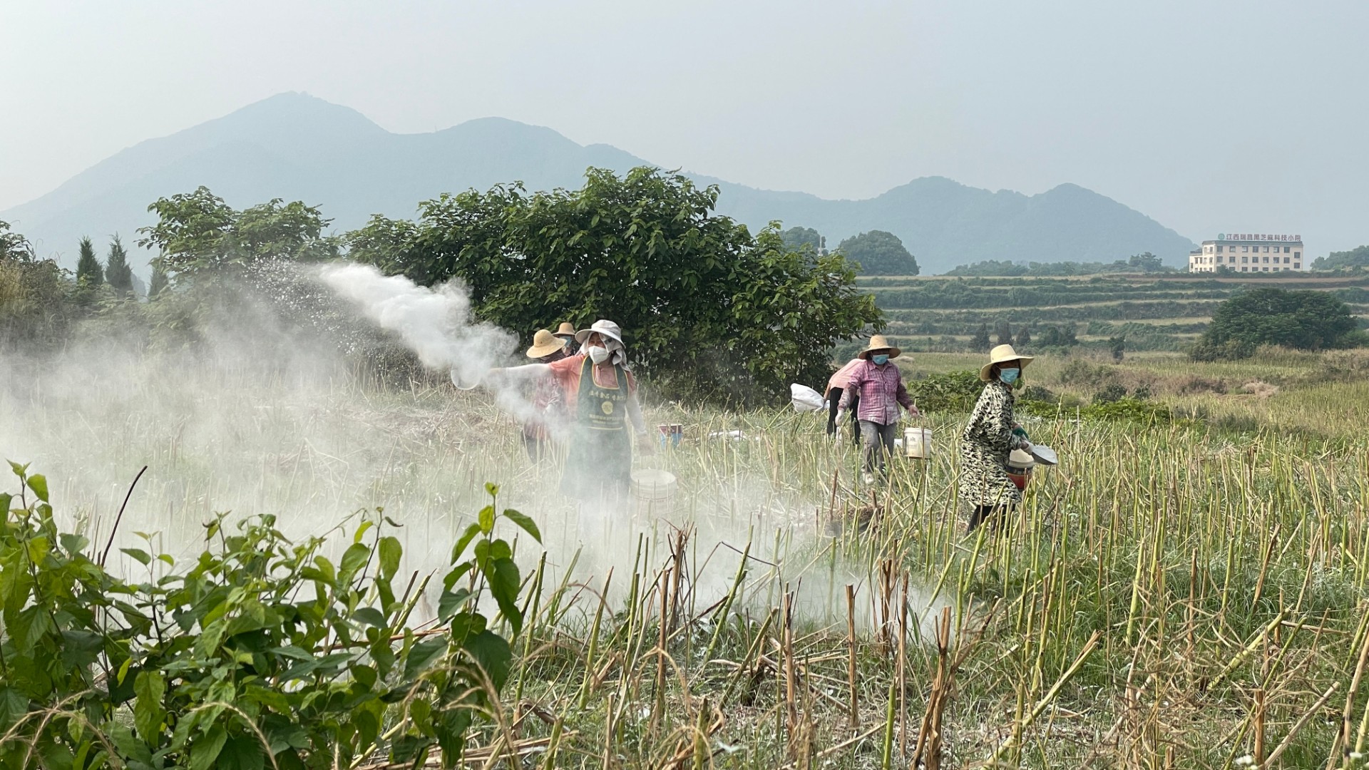 精耕细作养沃土｜瑞昌黑芝麻科技小院六月田间撒石灰护苗正当时