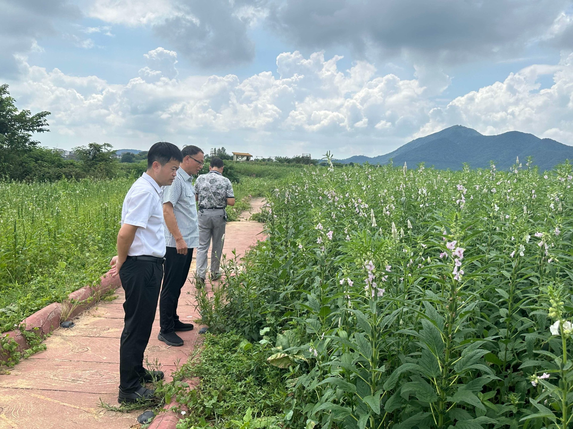 田间调研察长势|专家走进武蛟基地,把脉机播黑芝麻生产情况